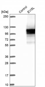 Anti-EVI5L antibody produced in rabbit 