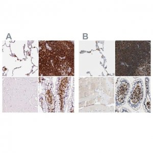 Anti-EVL antibody produced in rabbit 