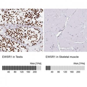 Anti-EWSR1 antibody produced in rabbit HPA051771-100UL