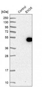 Anti-EXO5 antibody produced in rabbit 