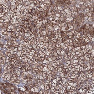 Anti-EXOC6 antibody produced in rabbit 