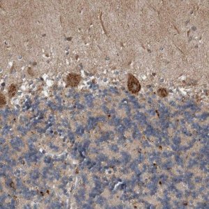 Anti-EXOC8 antibody produced in rabbit 