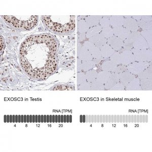 Anti-EXOSC3 antibody produced in rabbit 