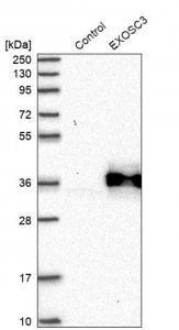 Anti-EXOSC3 antibody produced in rabbit 