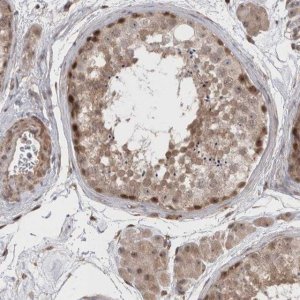 Anti-EXOSC4 antibody produced in rabbit 
