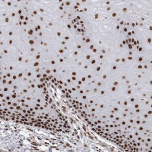 Anti-EYA2 antibody produced in rabbit 