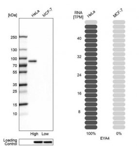 Anti-EYA4 antibody produced in rabbit 