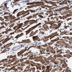 Anti-EYA4 antibody produced in rabbit 