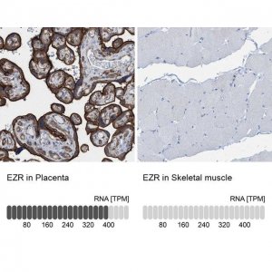 Anti-EZR antibody produced in rabbit 