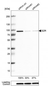 Anti-EZR antibody produced in rabbit 