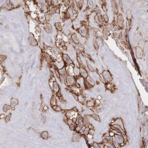 Anti-F11R antibody produced in rabbit 