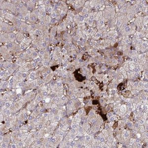 Anti-F2 antibody produced in rabbit 