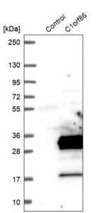 Anti-FAAP20 antibody produced in rabbit 