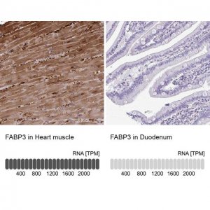 Anti-FABP3 antibody produced in rabbit 