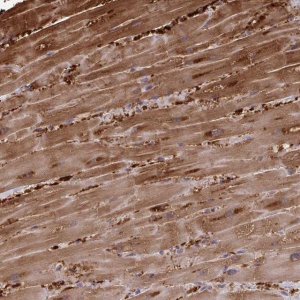 Anti-FABP3 antibody produced in rabbit 
