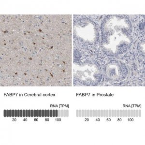 Anti-FABP7 antibody produced in rabbit 
