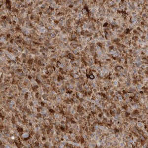 Anti-FABP7 antibody produced in rabbit 