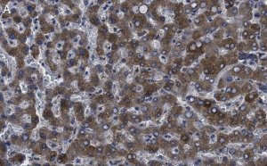 Anti-Factor IX Antibody, clone 1C9 ZooMAb Rabbit Monoclonal 