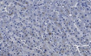 Anti-Factor IX Antibody, clone 1C9 ZooMAb Rabbit Monoclonal 