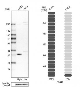 Anti-FADD antibody produced in rabbit 