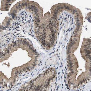 Anti-FADD antibody produced in rabbit 