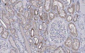 Anti-FADD Antibody, clone 11N7, ZooMAb Rabbit Monoclonal 
