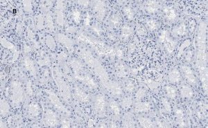Anti-FADD Antibody, clone 11N7, ZooMAb Rabbit Monoclonal 