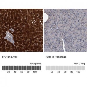 Anti-FAH antibody produced in rabbit 