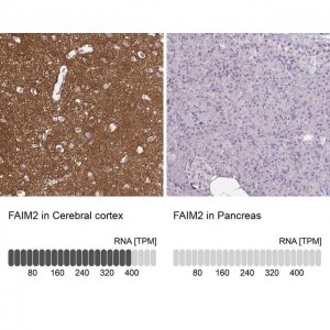 Anti-FAIM2 antibody produced in rabbit HPA048800-100UL
