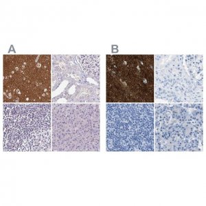 Anti-FAIM2 antibody produced in rabbit HPA048800-100UL