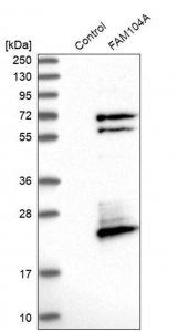 Anti-FAM104A antibody produced in rabbit 