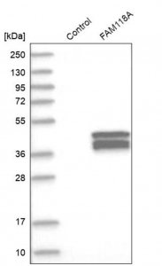 Anti-FAM118A antibody produced in rabbit 