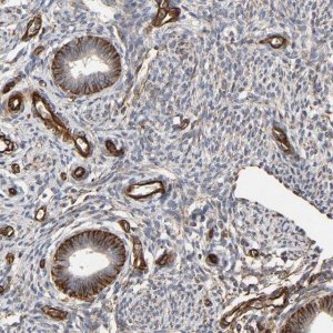 Anti-FAM118A antibody produced in rabbit 