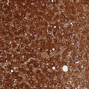 Anti-FAM118B antibody produced in rabbit 