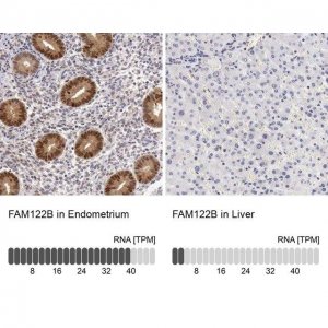Anti-FAM122B antibody produced in rabbit 