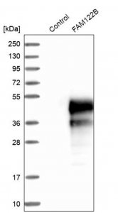 Anti-FAM122B antibody produced in rabbit 