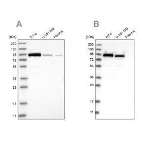 Anti-FAM129B antibody produced in rabbit 