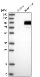 Anti-FAM151A antibody produced in rabbit 
