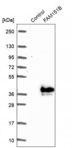 Anti-FAM151B antibody produced in rabbit 