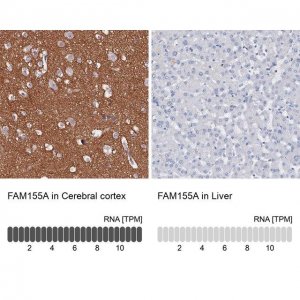 Anti-FAM155A antibody produced in rabbit 