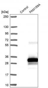Anti-FAM159A antibody produced in rabbit 