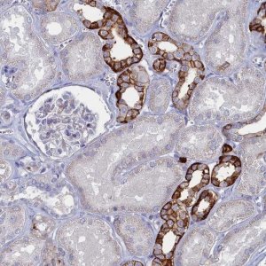 Anti-FAM159A antibody produced in rabbit 