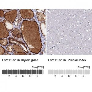 Anti-FAM160A1 antibody produced in rabbit 