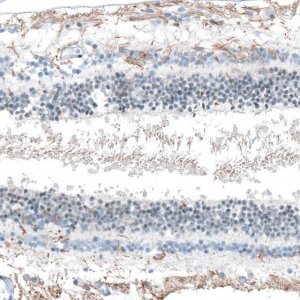 Anti-FAM161A antibody produced in rabbit 