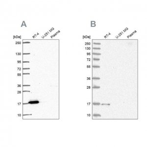 Anti-FAM162A antibody produced in rabbit 