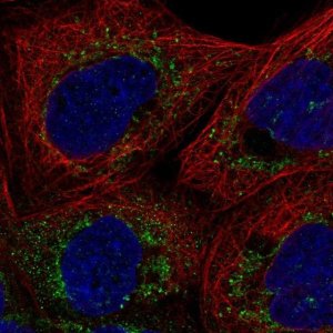Anti-FAM162A antibody produced in rabbit 