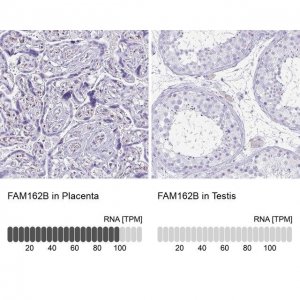 Anti-FAM162B antibody produced in rabbit 