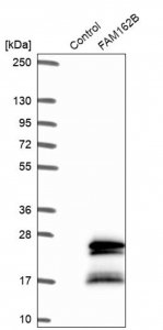 Anti-FAM162B antibody produced in rabbit 