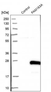 Anti-FAM163A antibody produced in rabbit HPA010778-100UL