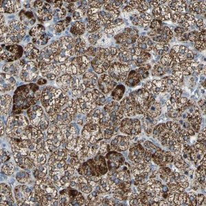 Anti-FAM163A antibody produced in rabbit HPA010778-100UL